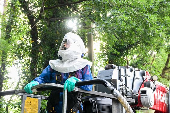 Plaag van eikenprocessierupsen in Beringen - Beringen