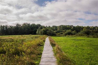 Plankenpad - Beringen