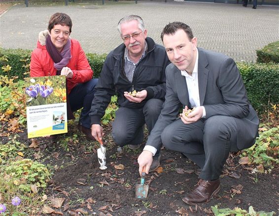 Plant bloembollen voor bijen en vlinders - Peer