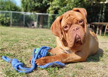 Pleeggezinnen gezocht voor Dierenasiel Lommel - Hamont-Achel