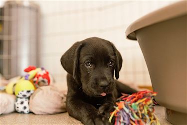 Pleeggezinnen gezocht voor geleidehondenpuppy's