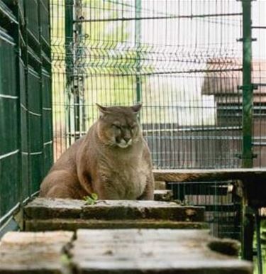 Poema en leeuw opgevangen in Natuurhulpcentrum - Oudsbergen