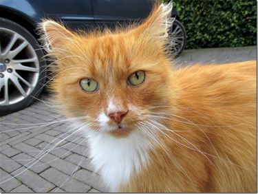 Poes keek recht in camera fotograaf - Peer