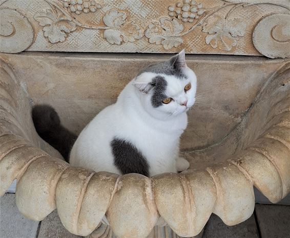 Poeslief of kattenkwaad? - Pelt