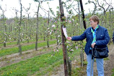 Poëzie in de bloesemvelden - Beringen