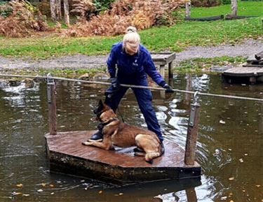 Politiehond Frey gewond - Beringen