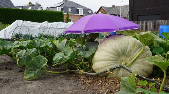 Pompoenen die de pan uit swingen... - Lommel