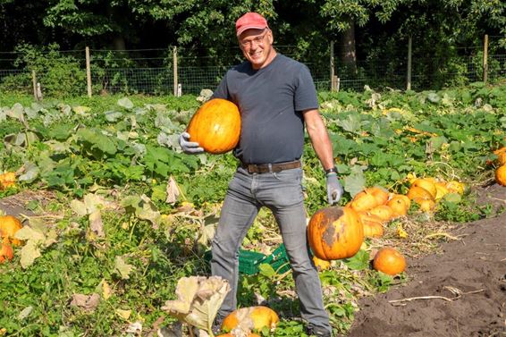 Pompoenenoogst bij 't Groeiveld - Lommel