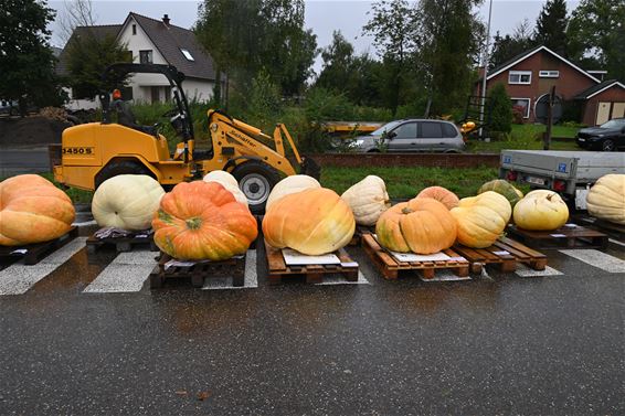 Pompoenwedstrijd in Kattenbos - Lommel