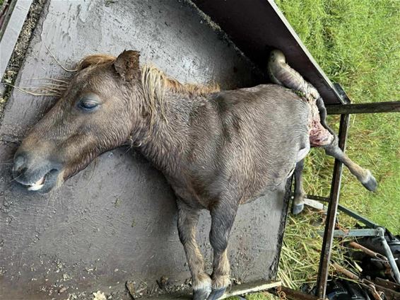 Pony doodgebeten - Beringen