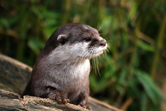 Pootafdrukken van otter gespot op ecoduct - Lommel