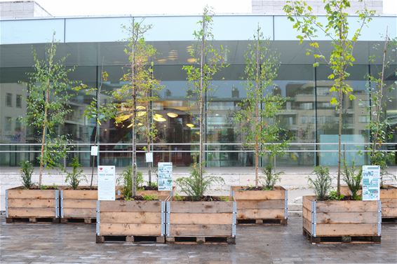 Pop-up bos vóór het Huis van de Stad - Lommel