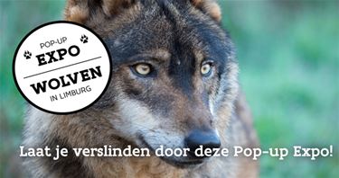 Pop-up Expo 'Wolven in Limburg' komt naar Beringen - Beringen