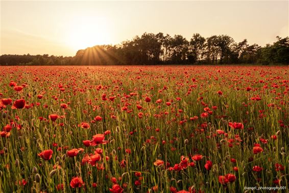 'Poppies' bij de buren - Bocholt & Pelt