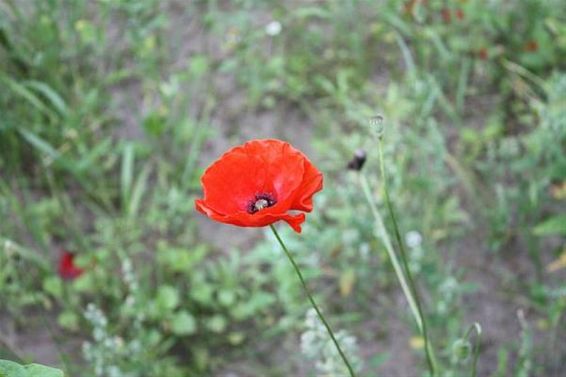 Poppy's bij de Kluis - Hamont-Achel