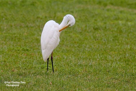 Poten in het gras - Hamont-Achel