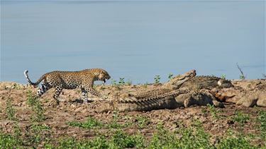 Prachtfoto's uit Zambia - Lommel