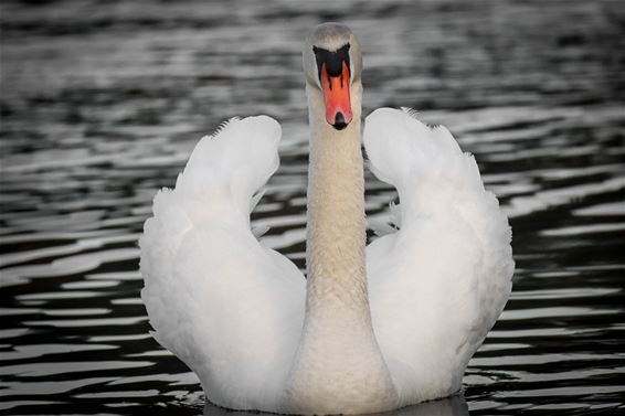 Prachtfoto van een zwaan - Bocholt