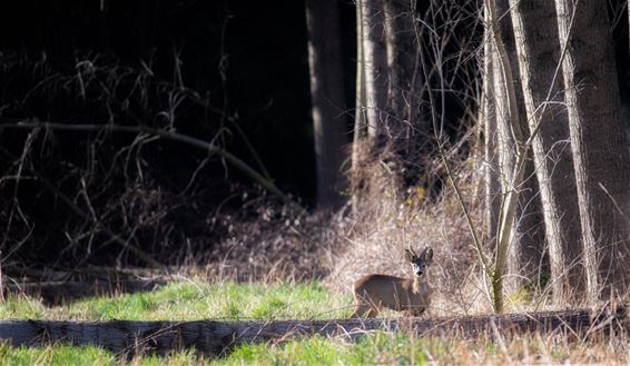 Prachtige afwisselende natuur - Lommel