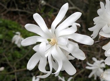 Prachtige bloem in Bomerstraat - Peer