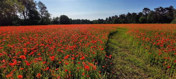 Prachtige klaprozen langs de Beverbeekse Heide - Hamont-Achel