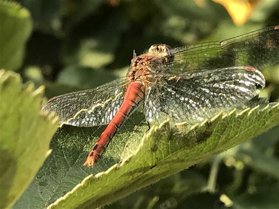 Prachtige libelle - Lommel