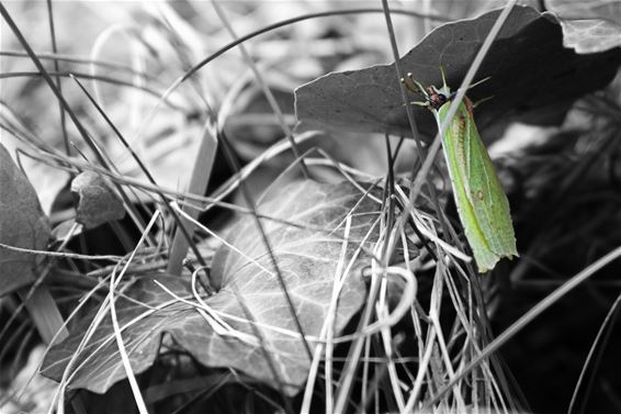 Prachtige natuurfoto's - Lommel