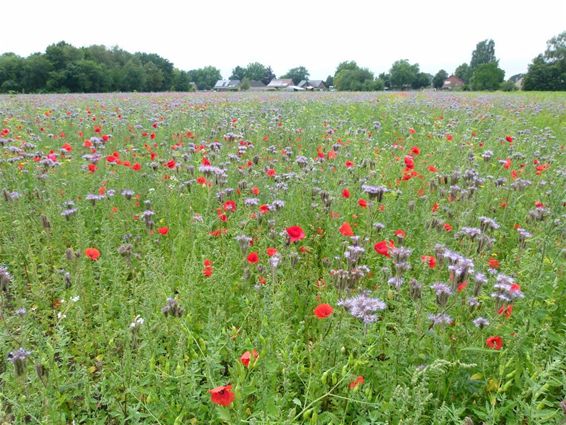 Prachtige veldbloemen langs het oude spoor - Overpelt