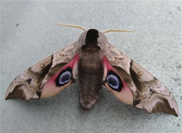 Prachtige vlinder - Hamont-Achel
