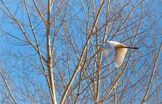 Prachtnatuur in december - Lommel