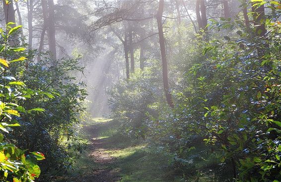 Priemende zonnestralen in de Sahara - Lommel