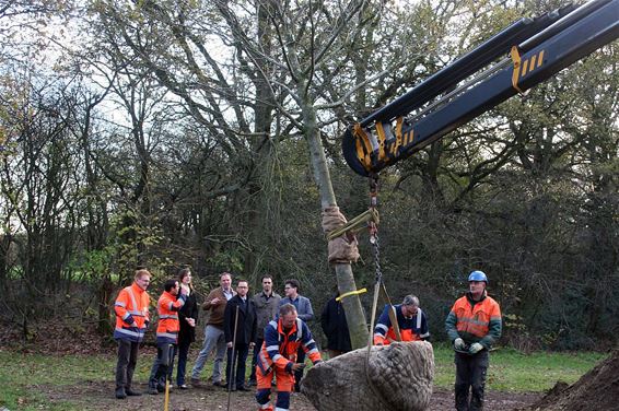 Prijsboom geplant bij De Grote Hof - Overpelt