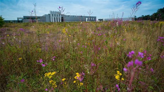 Project ter ondersteuning biodiversiteit