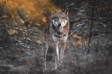 Protest tegen wolf bij Natuurhulpcentrum - Oudsbergen