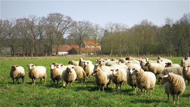 Publieksdag in Hobos en Grote Hof - Hechtel-Eksel & Pelt