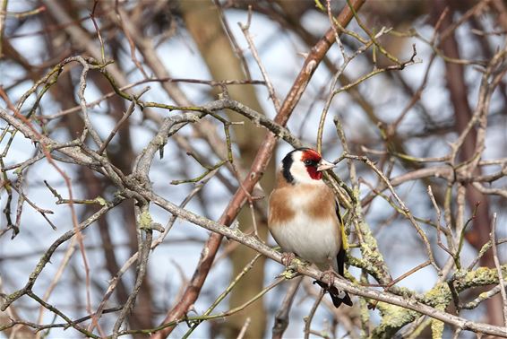 Putterkes laten zich weer zien in het Hageven - Pelt