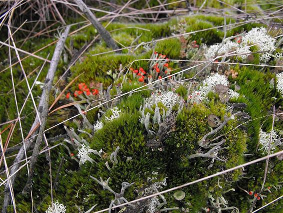 Puur natuur - Hechtel-Eksel