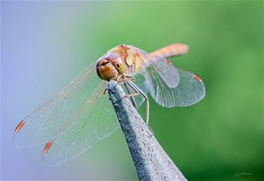 Puur natuur in je tuin - Pelt