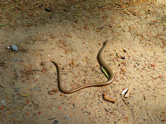 Puur natuur tijdens het wandelen - Hamont-Achel