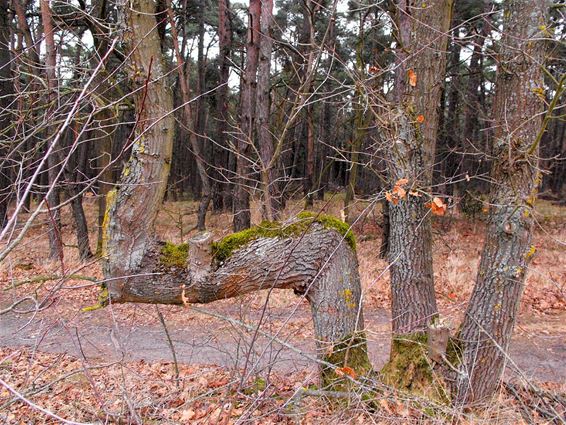 Rare boom in Bosland - Overpelt