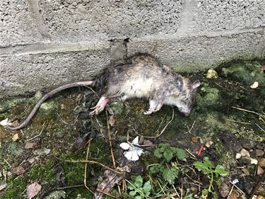 Rattenplaag in Beverlo - Beringen