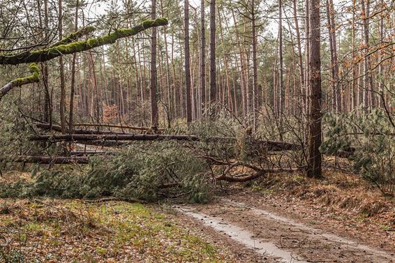 Ravage in het Hobos - Pelt