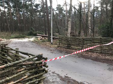 Ravage in Koerselse bossen - Beringen