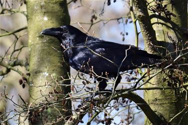 Raven in het Hageven - Pelt