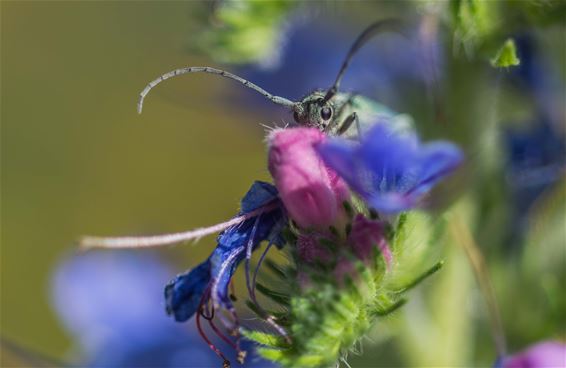 Re-Nature project is goed te zien - Beringen