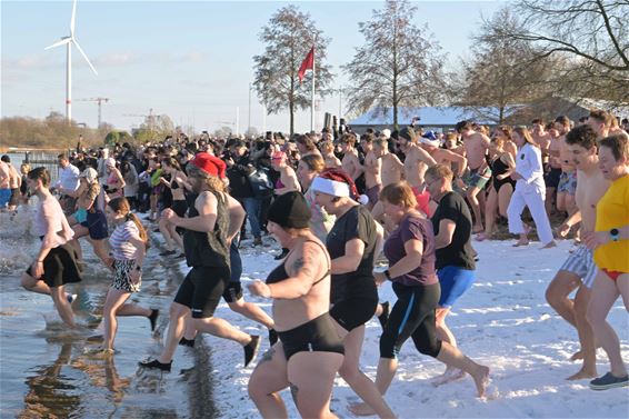 Record aantal ijsberen aan Paalse Plas - Beringen