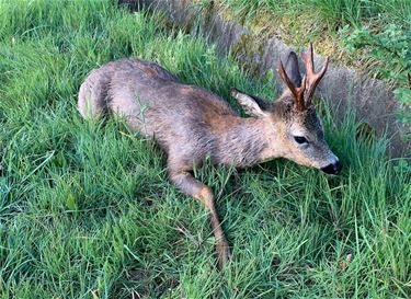 Ree gered uit Albertkanaal - Beringen