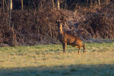 Ree in de Motbemden Beringen - Beringen