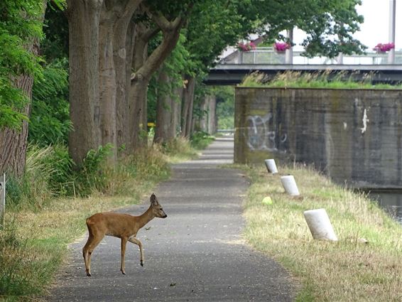 Ree in kanaal... en er weer uit - Neerpelt