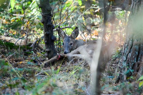 Ree vast in oude strop en sterft - Beringen